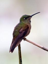 Foto Diamante Pechigamuza