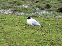 Foto Gaviota Andina
