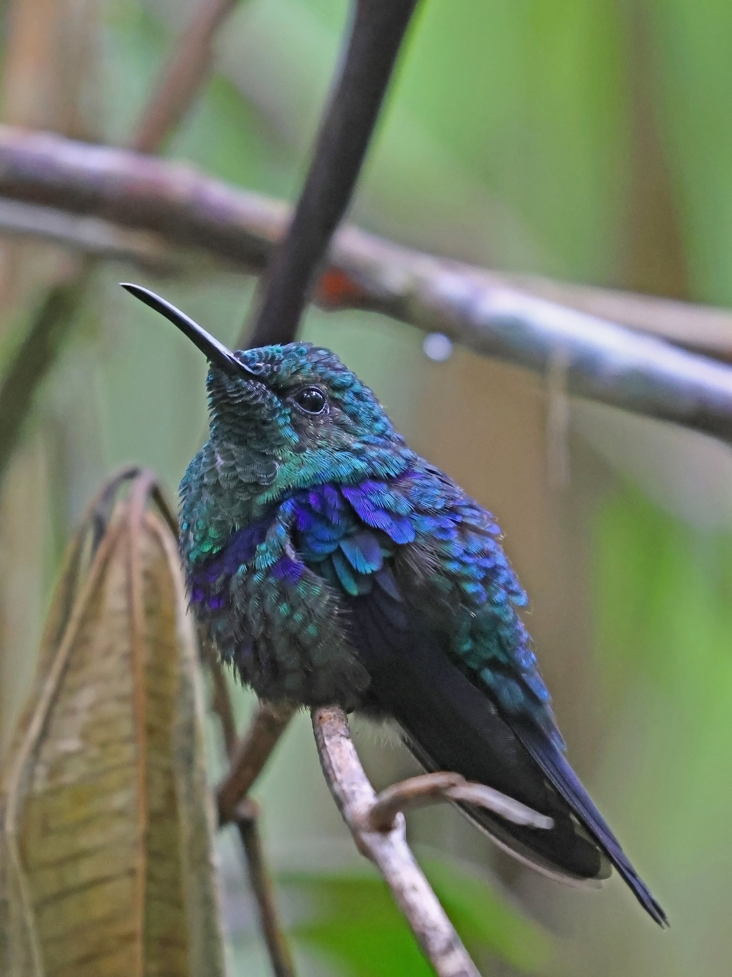 Foto Zafiro Coroniazul