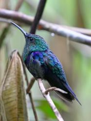 Foto Zafiro Coroniazul