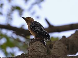 Foto Carpintero Coronirrojo