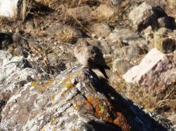 Foto Palomita Cordillerana
