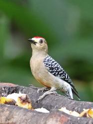 Foto Carpintero Coronirrojo