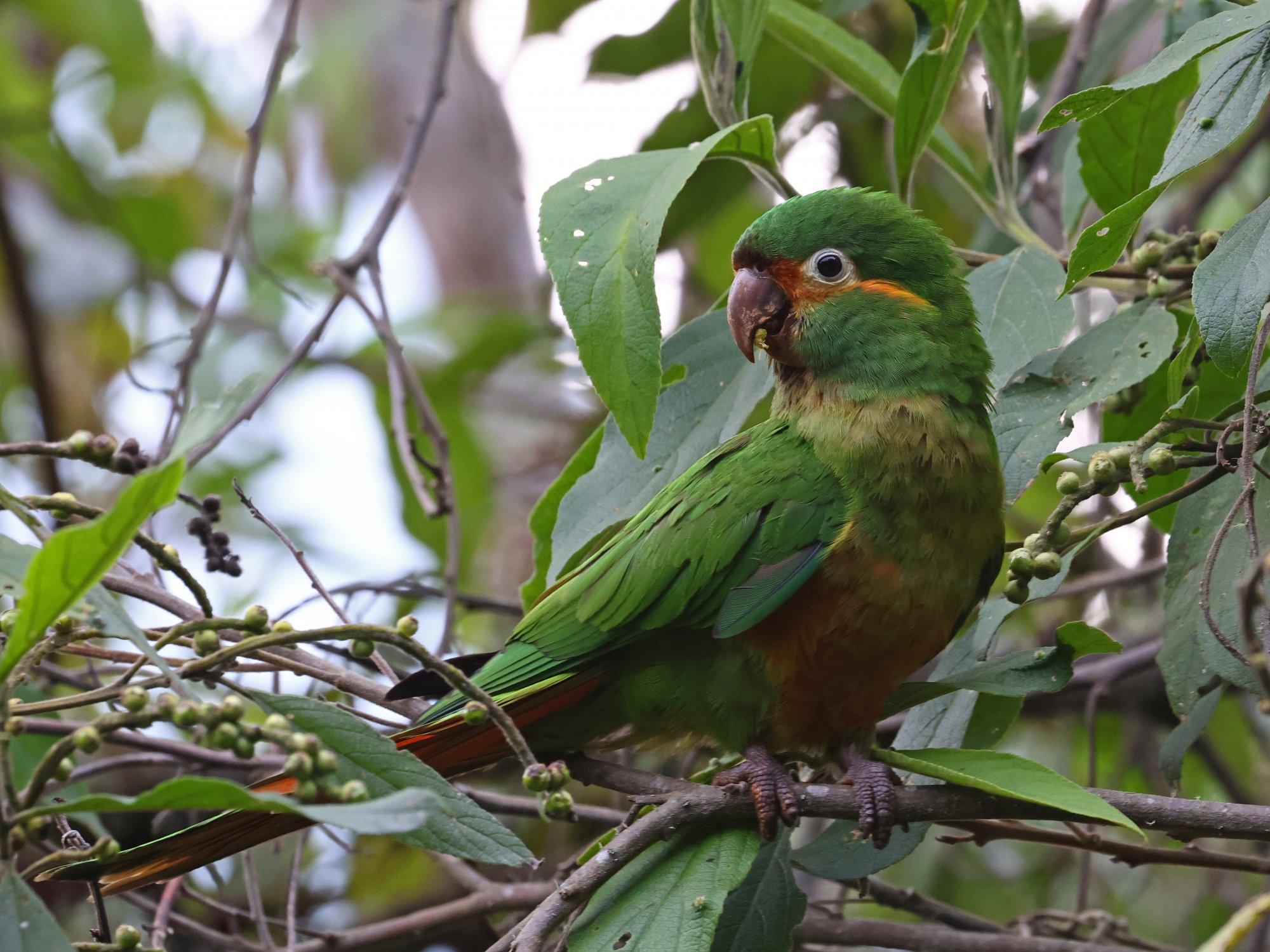 Foto Aratinga de Pinceles