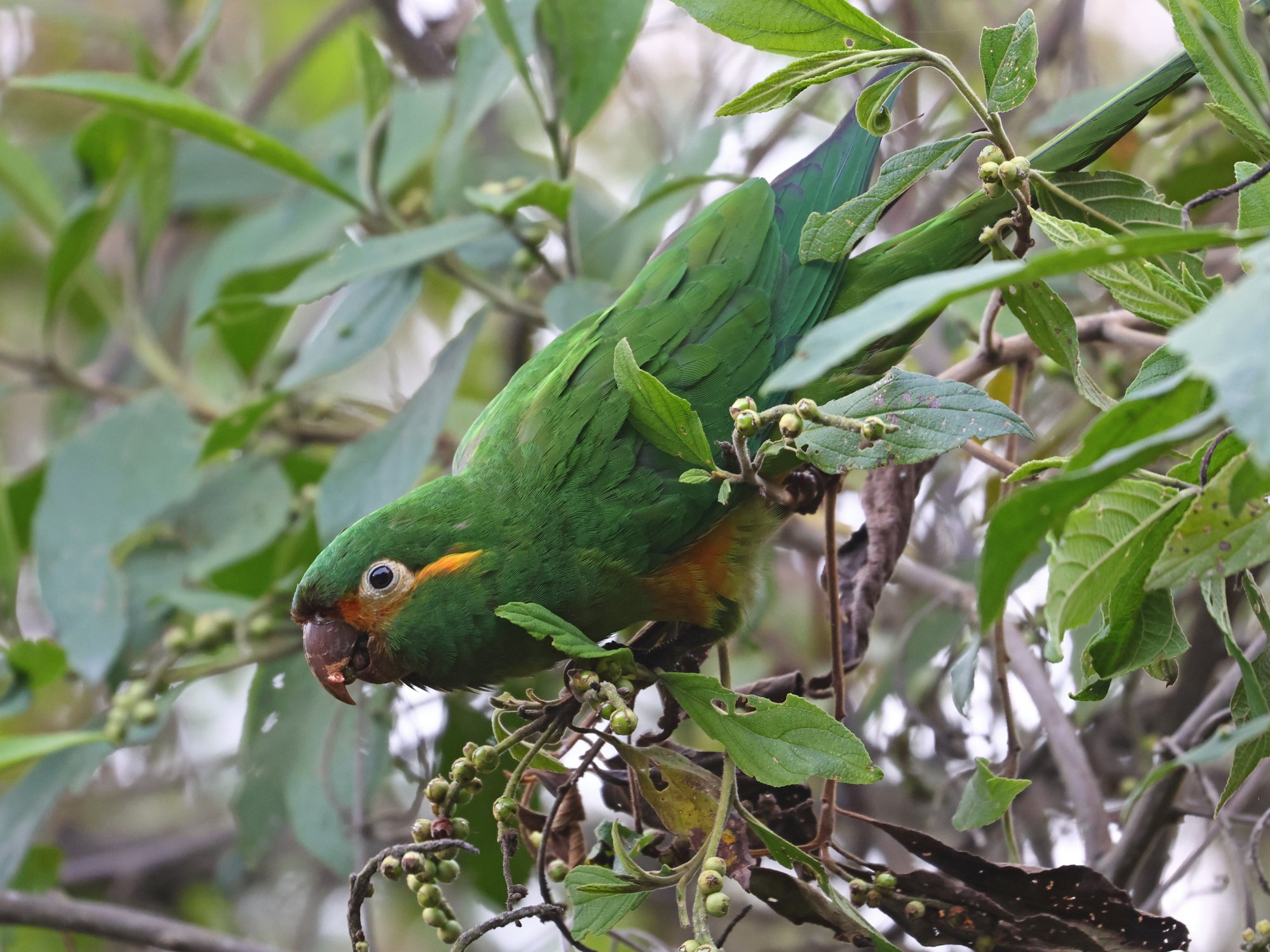 Foto Aratinga de Pinceles