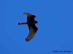 Foto Gavilán Planeador