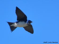 Foto Golondrina Doméstica