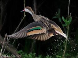 Foto Pato Gargantilla