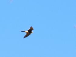 Foto Gavilán Planeador