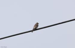 Foto Golondrina Ribereña