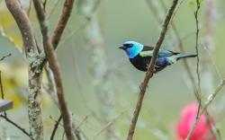 Foto Tangara Cabeciazul