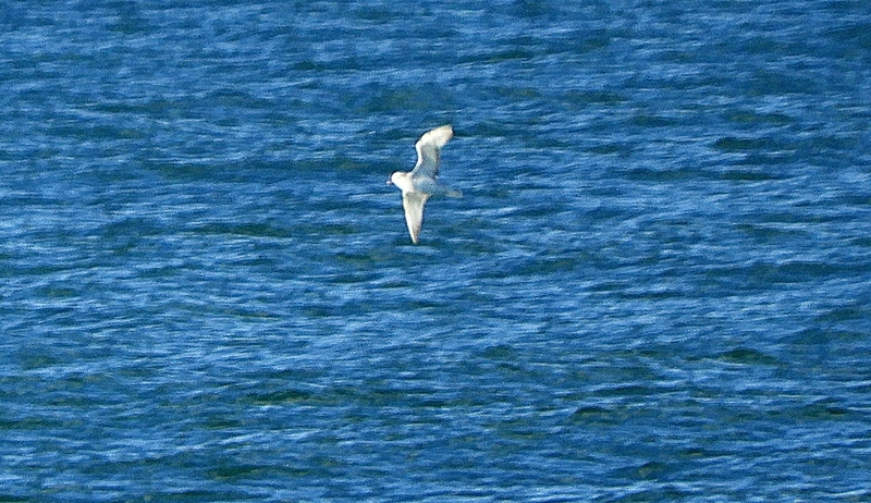 Foto Petrel Plateado