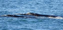 Foto Ballena Franca Austral