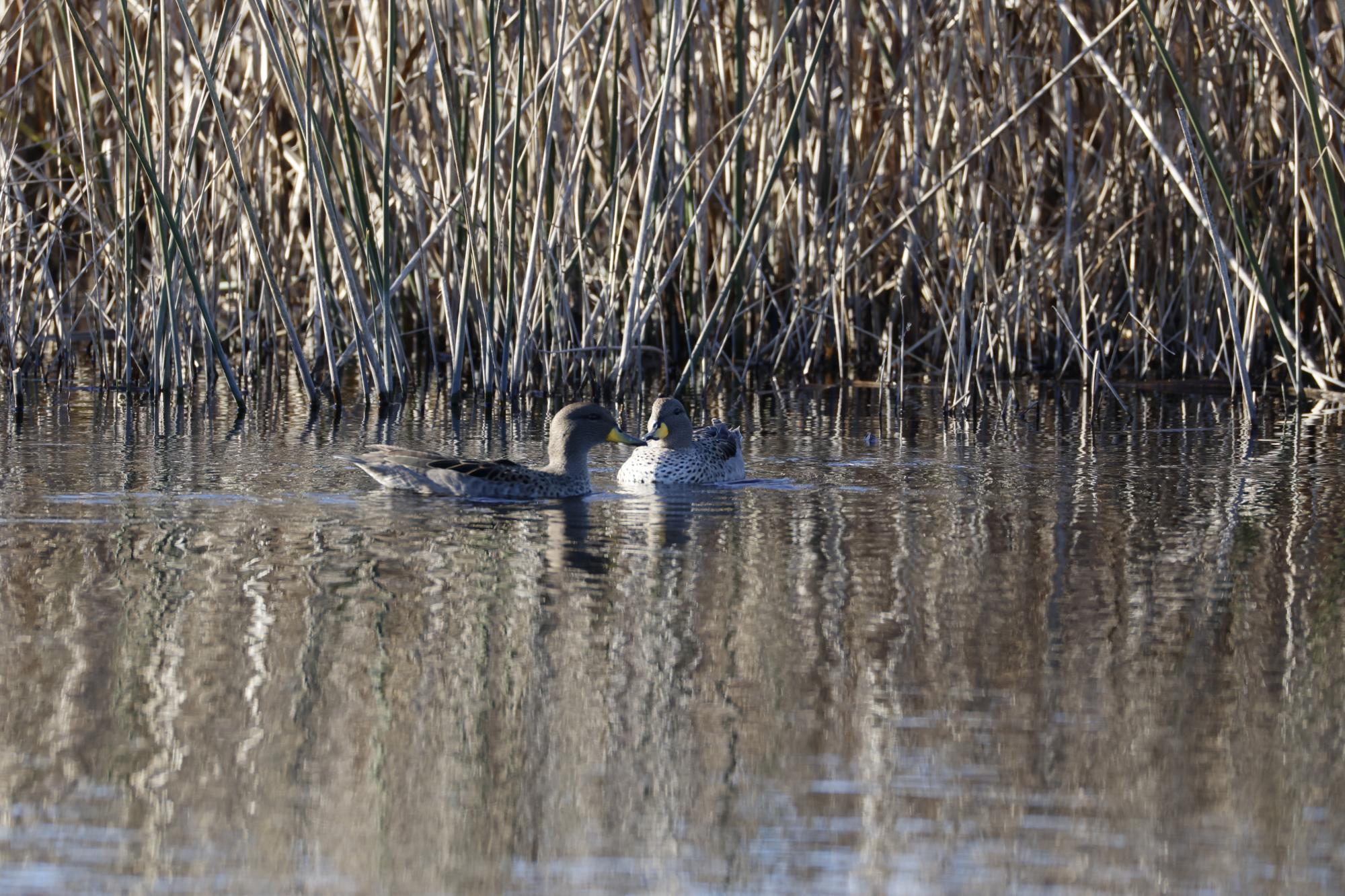 Photo Pato Barcino