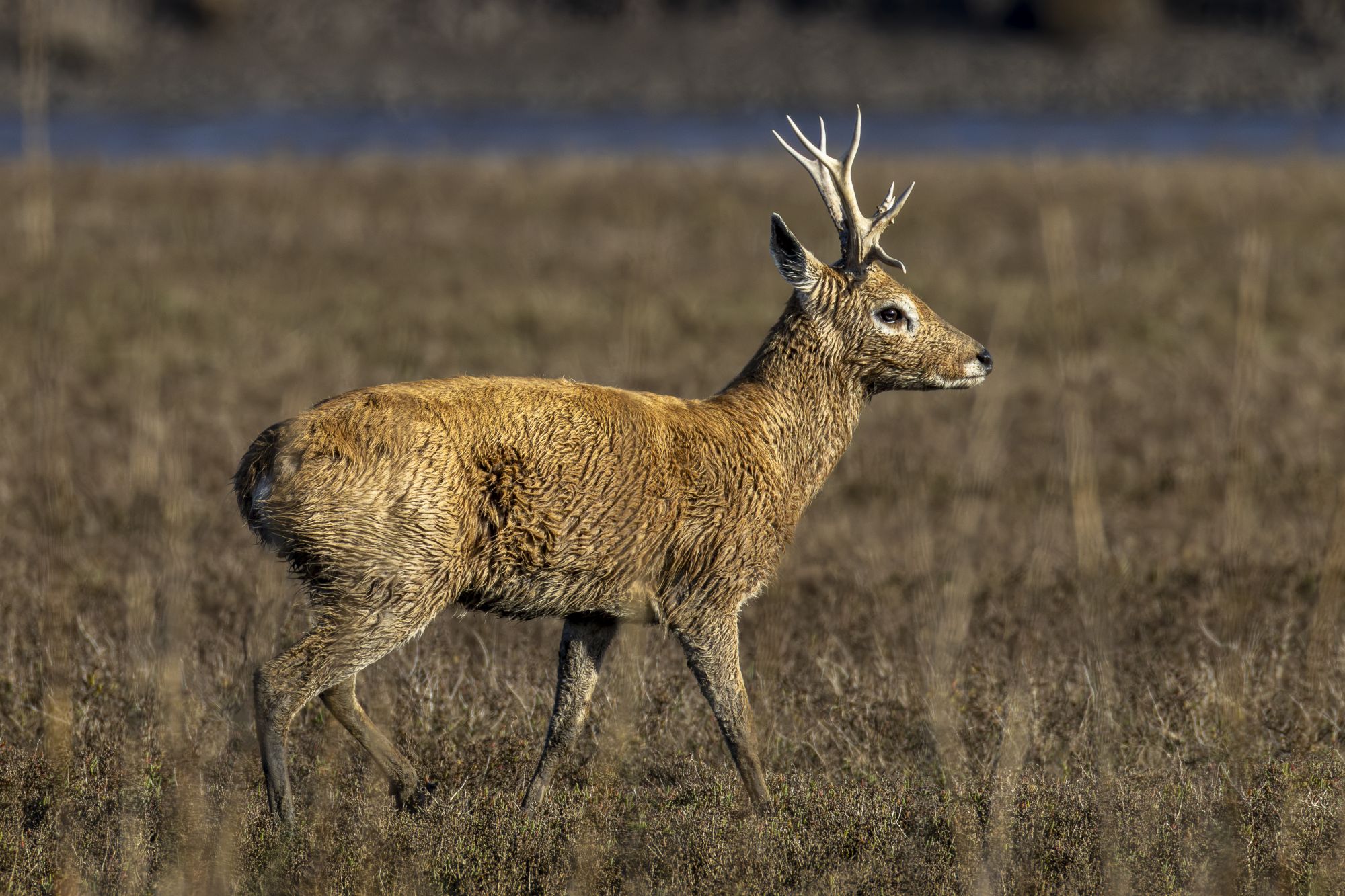 Foto Venado de las Pampas