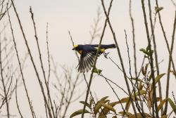 Foto Euphonia Piquigruesa
