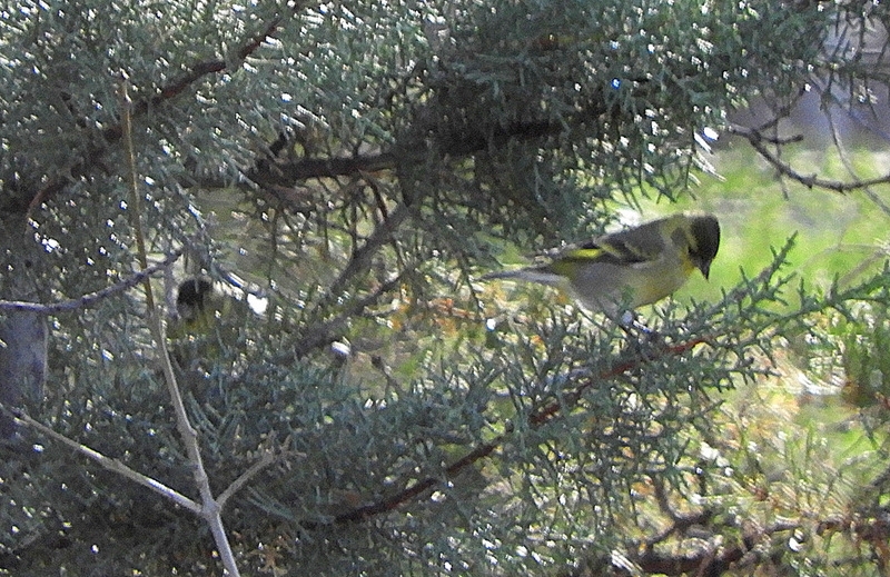 Photo Cabecitanegra Austral