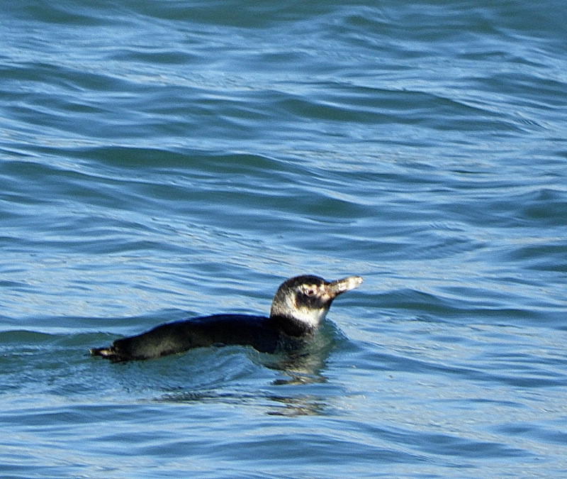 Photo Pingüino Patagónico