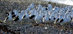 Photo Gaviota Cocinera