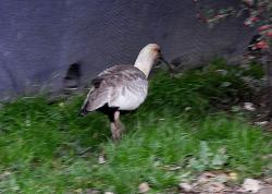 Foto Bandurria Austral
