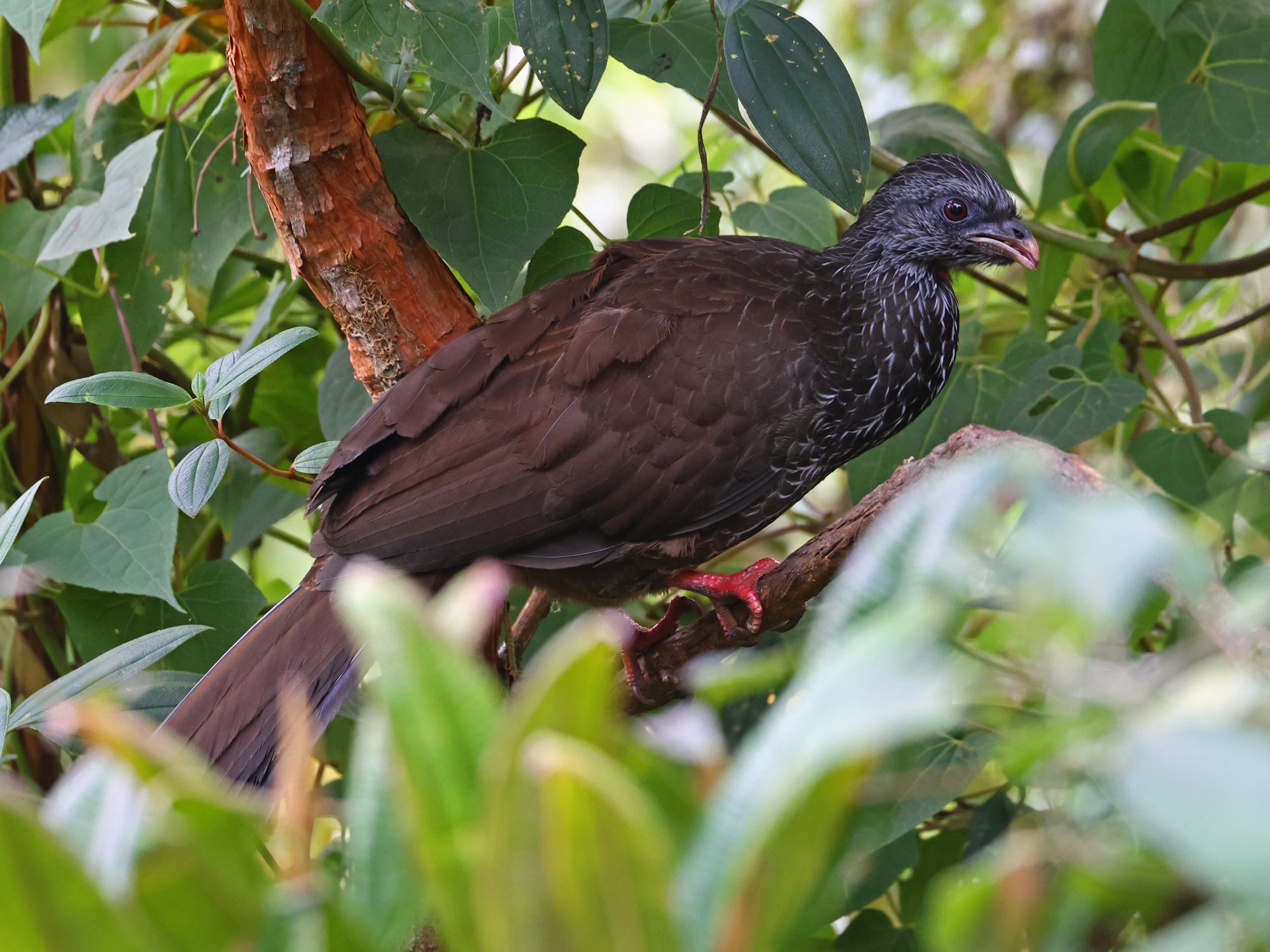 Pava Andina (Penelope montagnii)