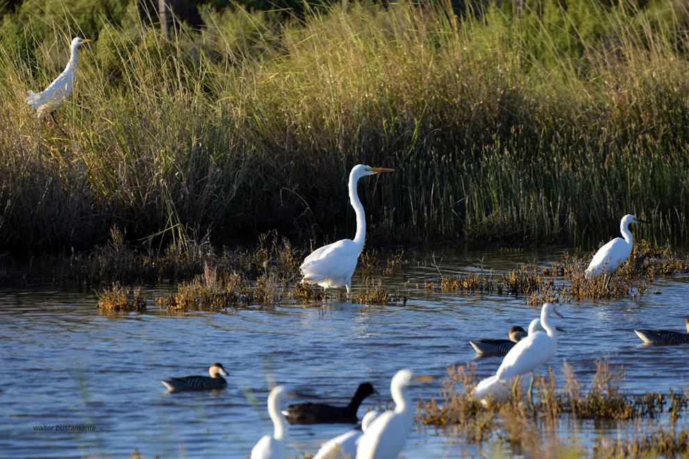 Foto Garza Blanca