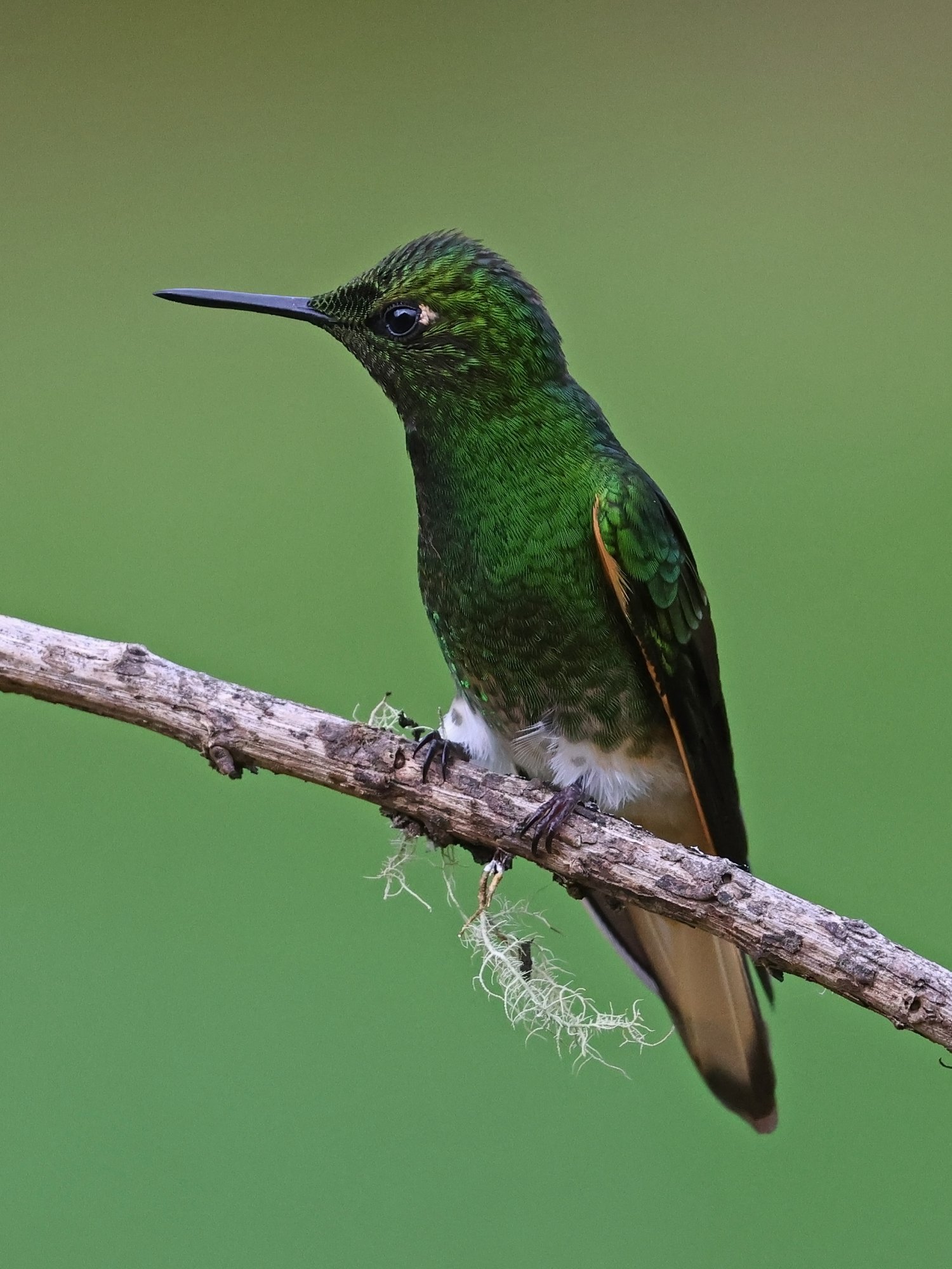 Photo Colibrí Colihabano