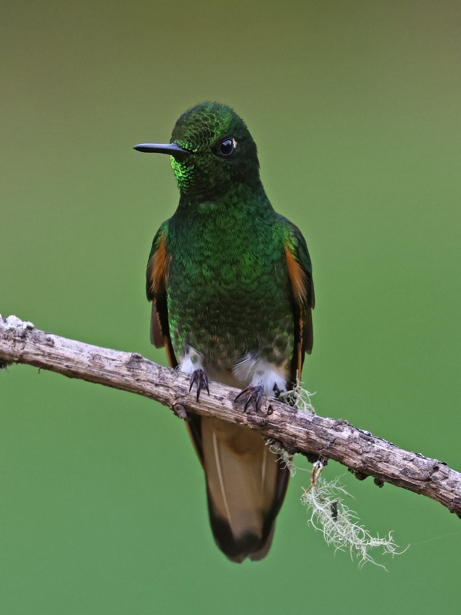 Photo Colibrí Colihabano