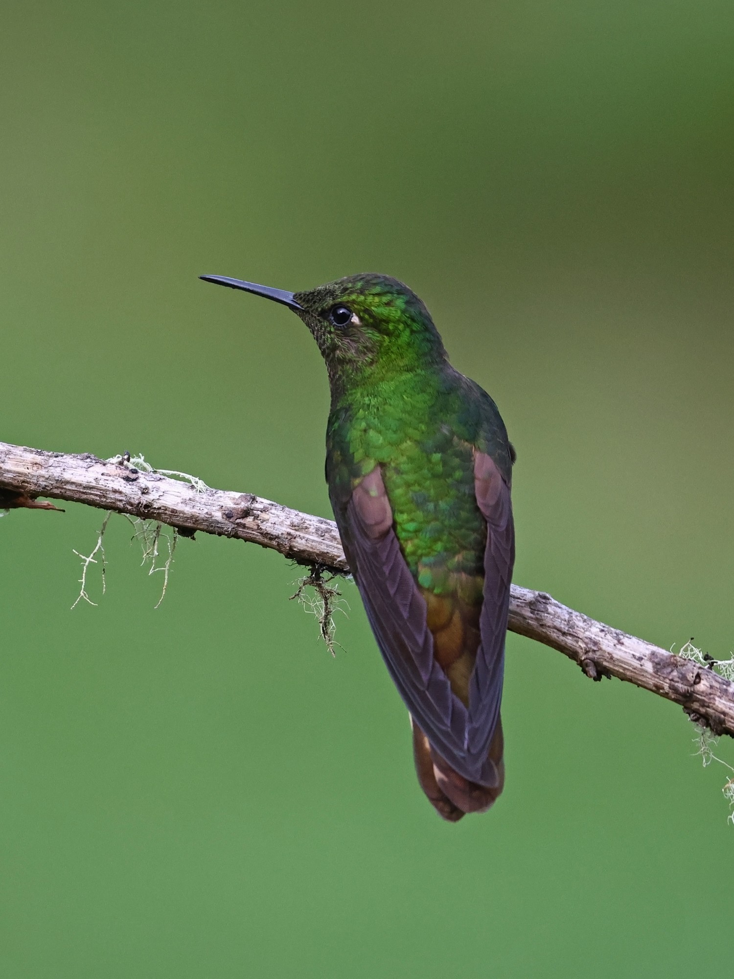 Photo Colibrí Colihabano