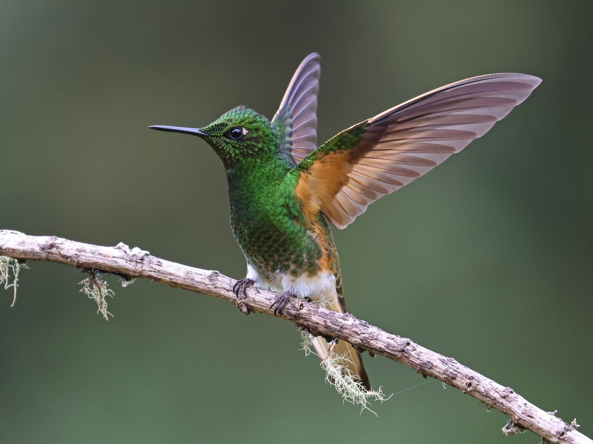 Photo Colibrí Colihabano