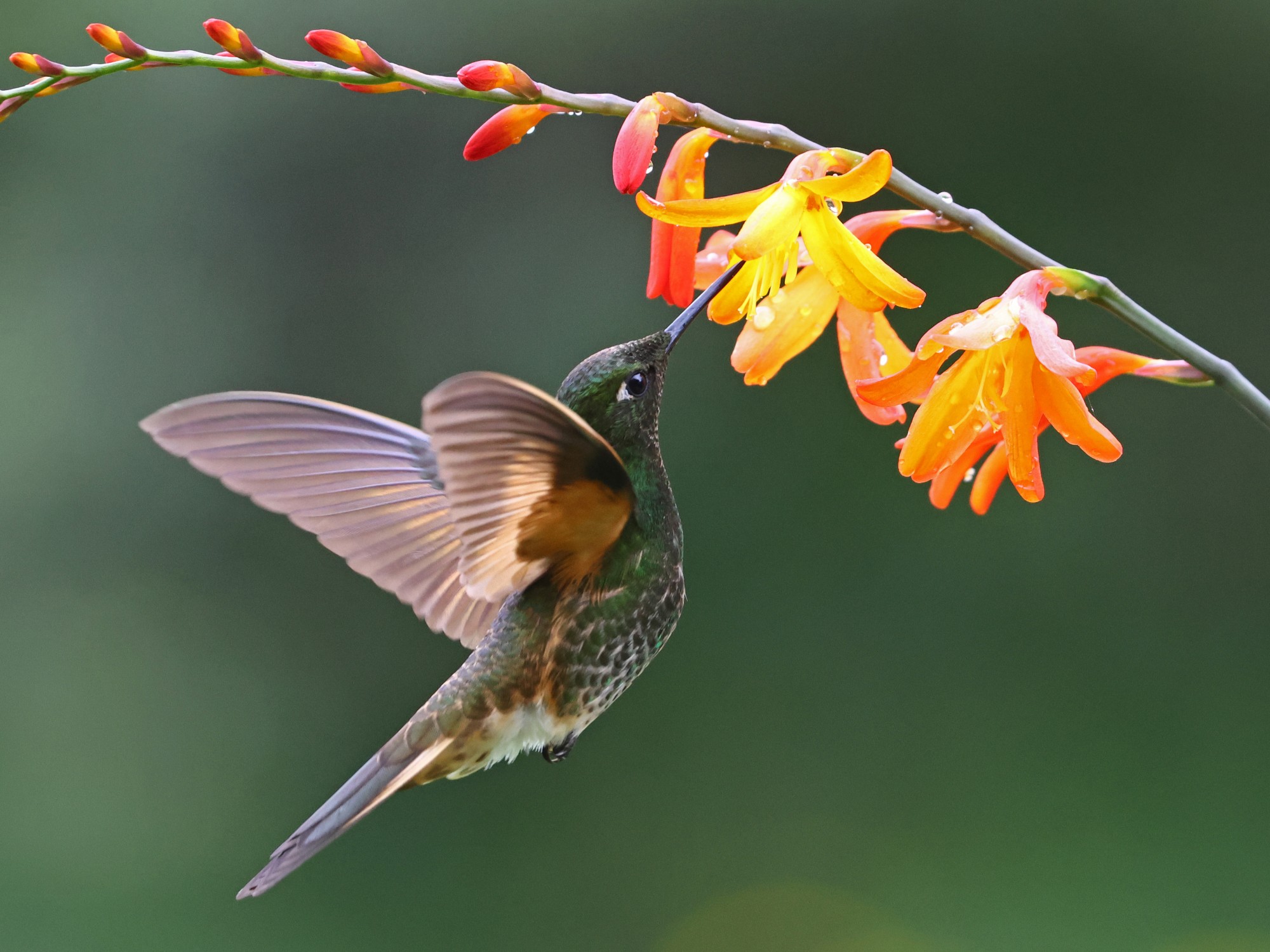 Photo Colibrí Colihabano