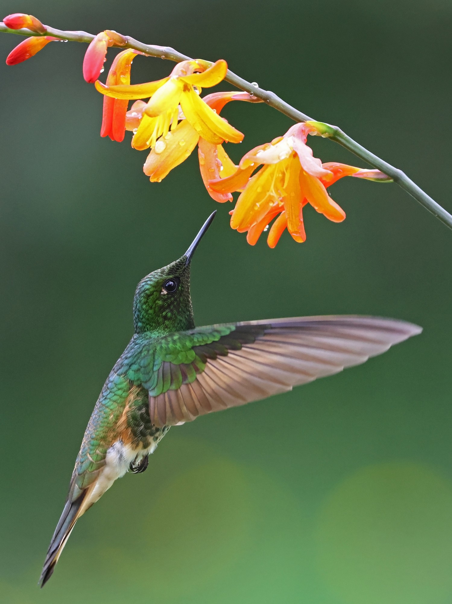 Photo Colibrí Colihabano