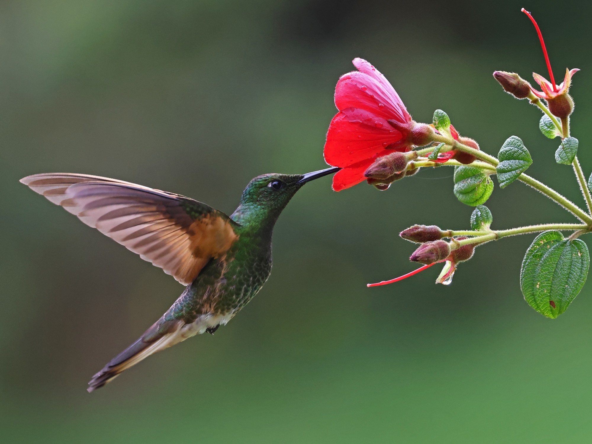 Photo Colibrí Colihabano