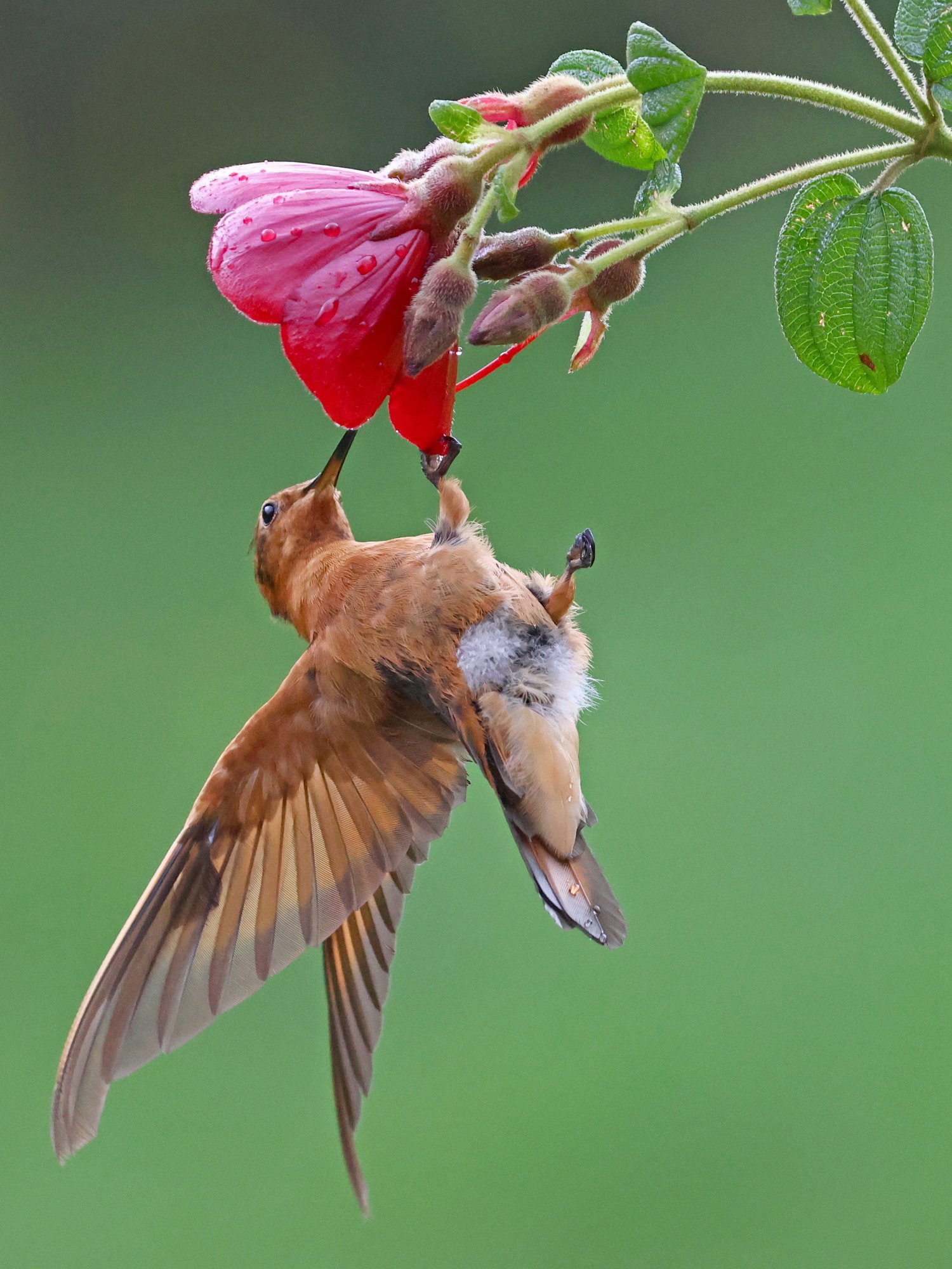 Photo Colibrí Paramuno