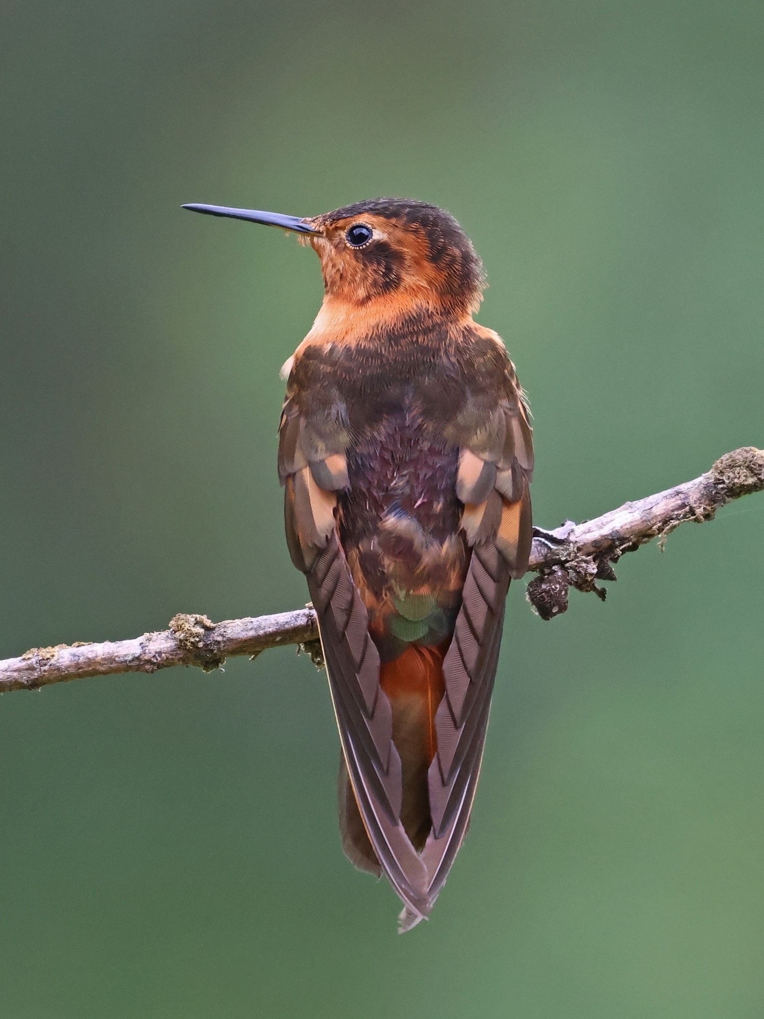 Photo Colibrí Paramuno