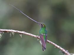 Foto Colibrí Picoespada
