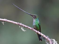 Foto Colibrí Picoespada
