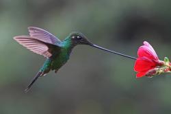 Foto Colibrí Picoespada