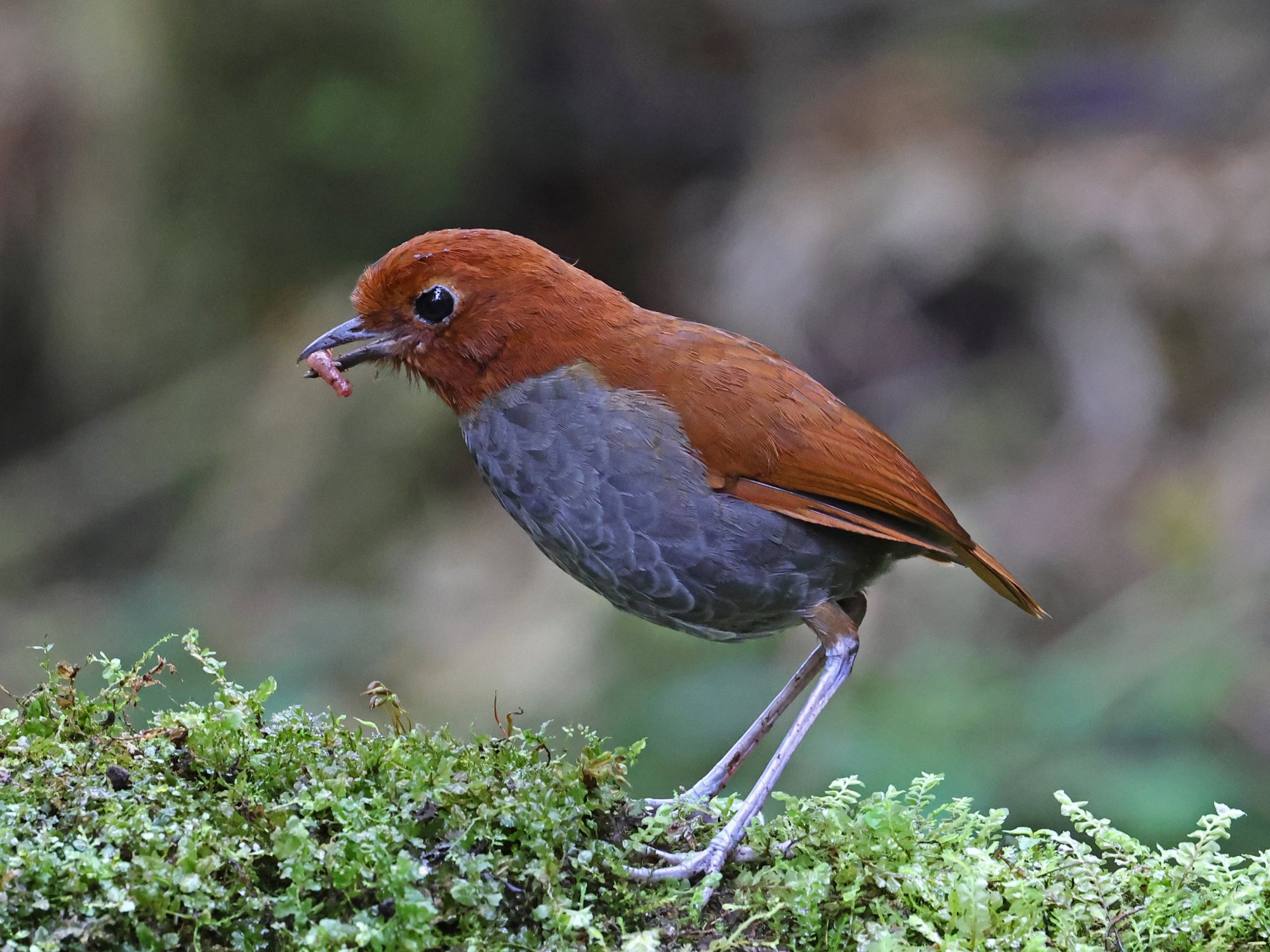 Foto Tororoí Bicolor