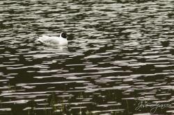 Foto Gaviota Andina