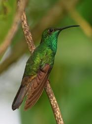 Foto Colibrí de Buffon