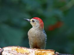 Foto Carpintero Coronirrojo