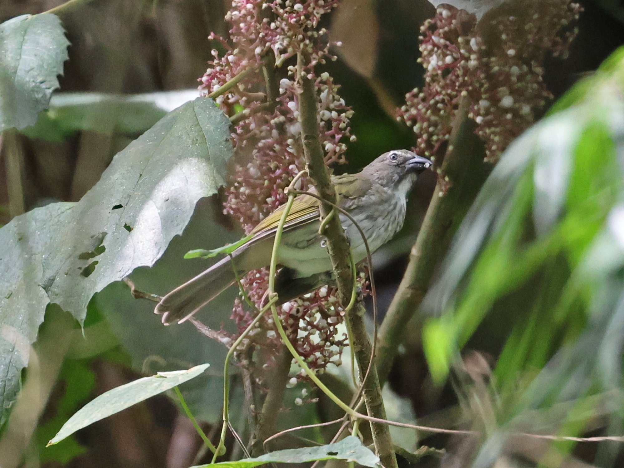Pepitero Listado (Saltator striatipectus)