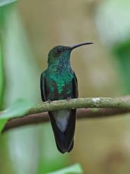 Foto Colibrí de Buffon