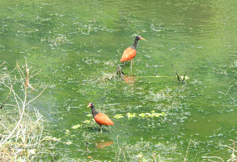 Foto Jacana
