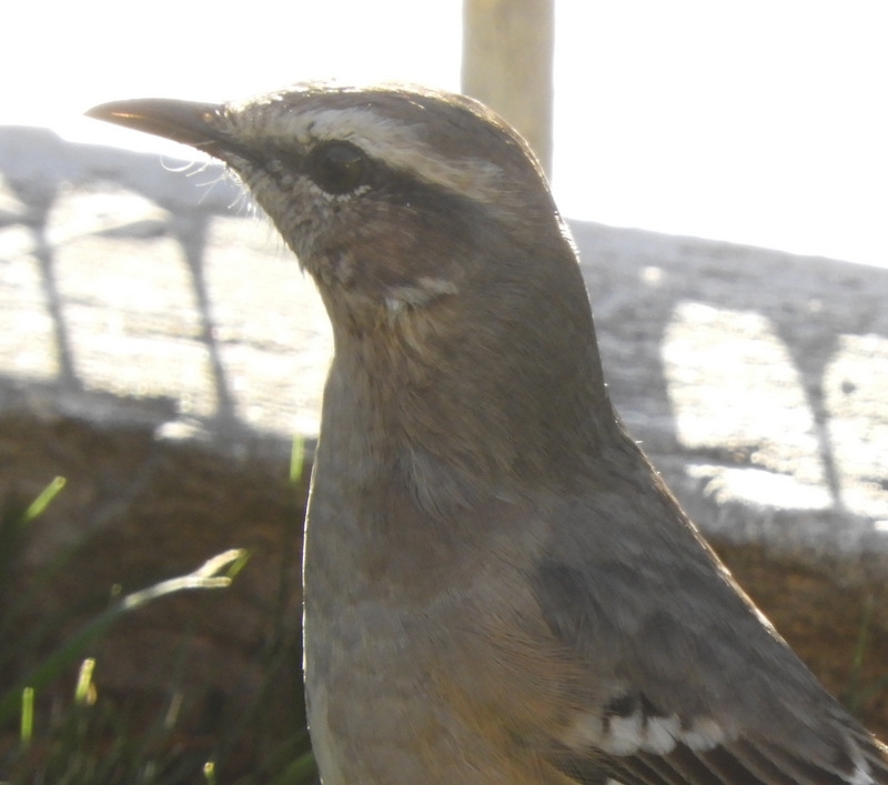 Photo Calandria Mora