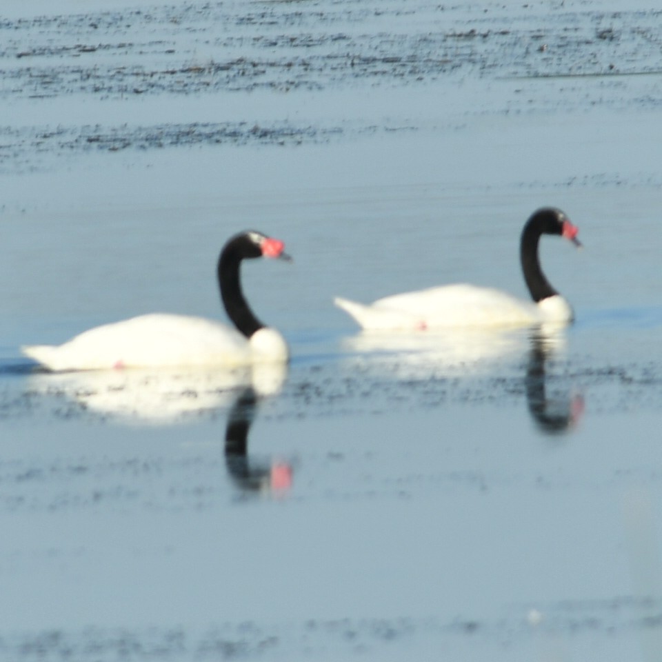 Foto Cisne Cuello Negro
