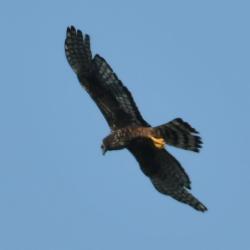 Foto Gavilán Planeador