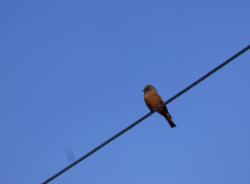 Photo Birro Común