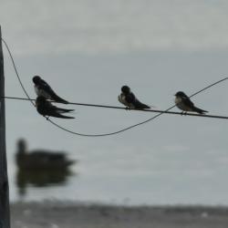 Foto Golondrina Tijerita